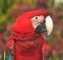 Inca Green Winged Macaw
