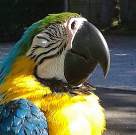 Zeus Blue and Gold Macaw