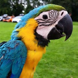 Zeus Blue and Gold Macaw